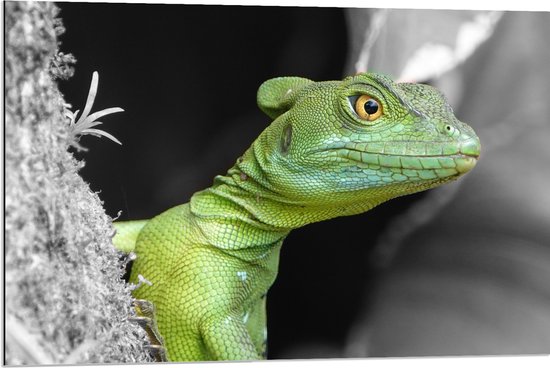 WallClassics - Dibond - Groene Kroonbasilisk - 90x60 cm Foto op Aluminium (Met Ophangsysteem)