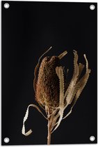 Tuinposter – Banksia Menziesii Plant tegen Zwarte Achtergrond - 40x60 cm Foto op Tuinposter (wanddecoratie voor buiten en binnen)