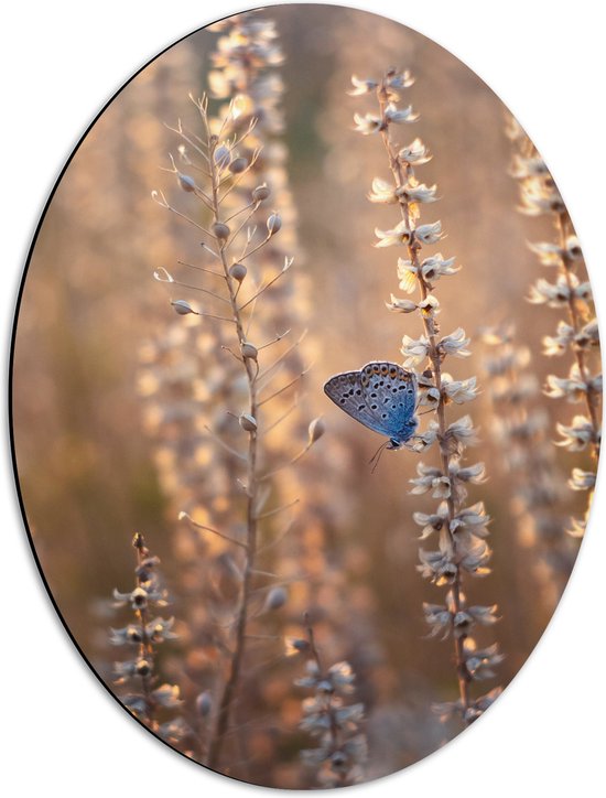 WallClassics - Dibond Ovaal - Blauwe Vlinder op Smalle Takken met Witte Bloemen - 42x56 cm Foto op Ovaal (Met Ophangsysteem)