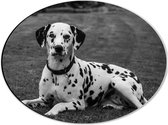 WallClassics - Dibond Ovaal - Liggende Dalmatier Hond in het Zwart Wit - 40x30 cm Foto op Ovaal (Met Ophangsysteem)