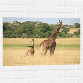 WallClassics - Muursticker - Lopende Giraffe en Baby Giraffe - 75x50 cm Foto op Muursticker