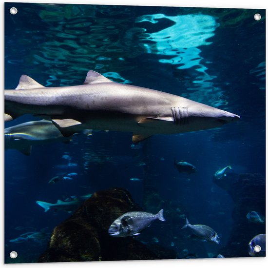 Tuinposter – Tropische Vissen Zwemmend bij Wateroppervlak - 80x80 cm Foto op Tuinposter (wanddecoratie voor buiten en binnen)