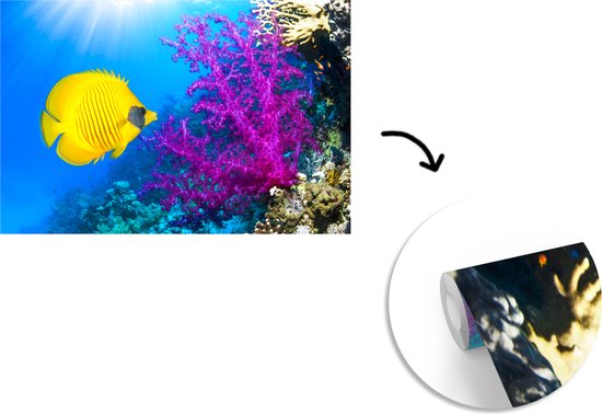 Papier peint Papier peint photo en vinyle - Un papillon corail jaune à côté d'un corail mou joliment coloré dans la mer Rouge largeur 390 cm x hauteur 260 cm - Tirage photo sur papier peint (disponible en 7 tailles)