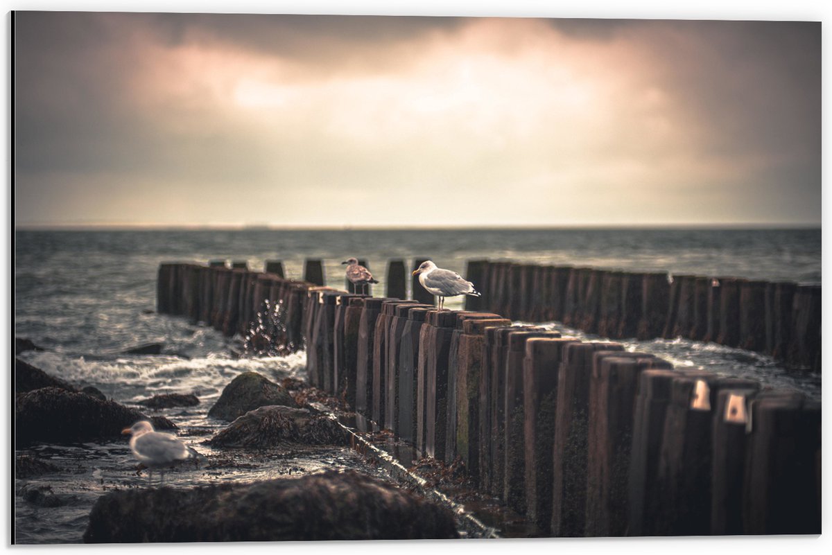 Dibond - Meeuwen op Houten Palen bij de Zee - 60x40 cm Foto op Aluminium (Met Ophangsystee