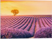 Vlag - Felle Zonsondergang over de Lavendelvelden met Eenzame Boom - 40x30 cm Foto op Polyester Vlag