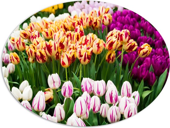 PVC Schuimplaat Ovaal - Bloemenveld met Oranje, Roze en Paarse Tulpen - 108x81 cm Foto op Ovaal (Met Ophangsysteem)