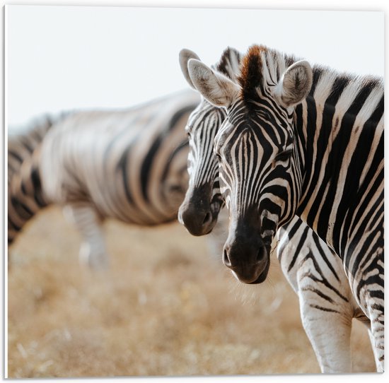 PVC Schuimplaat - Omkijkend Zebra Duo in Droog Afrikaans Landschap - 50x50 cm Foto op PVC Schuimplaat (Met Ophangsysteem)