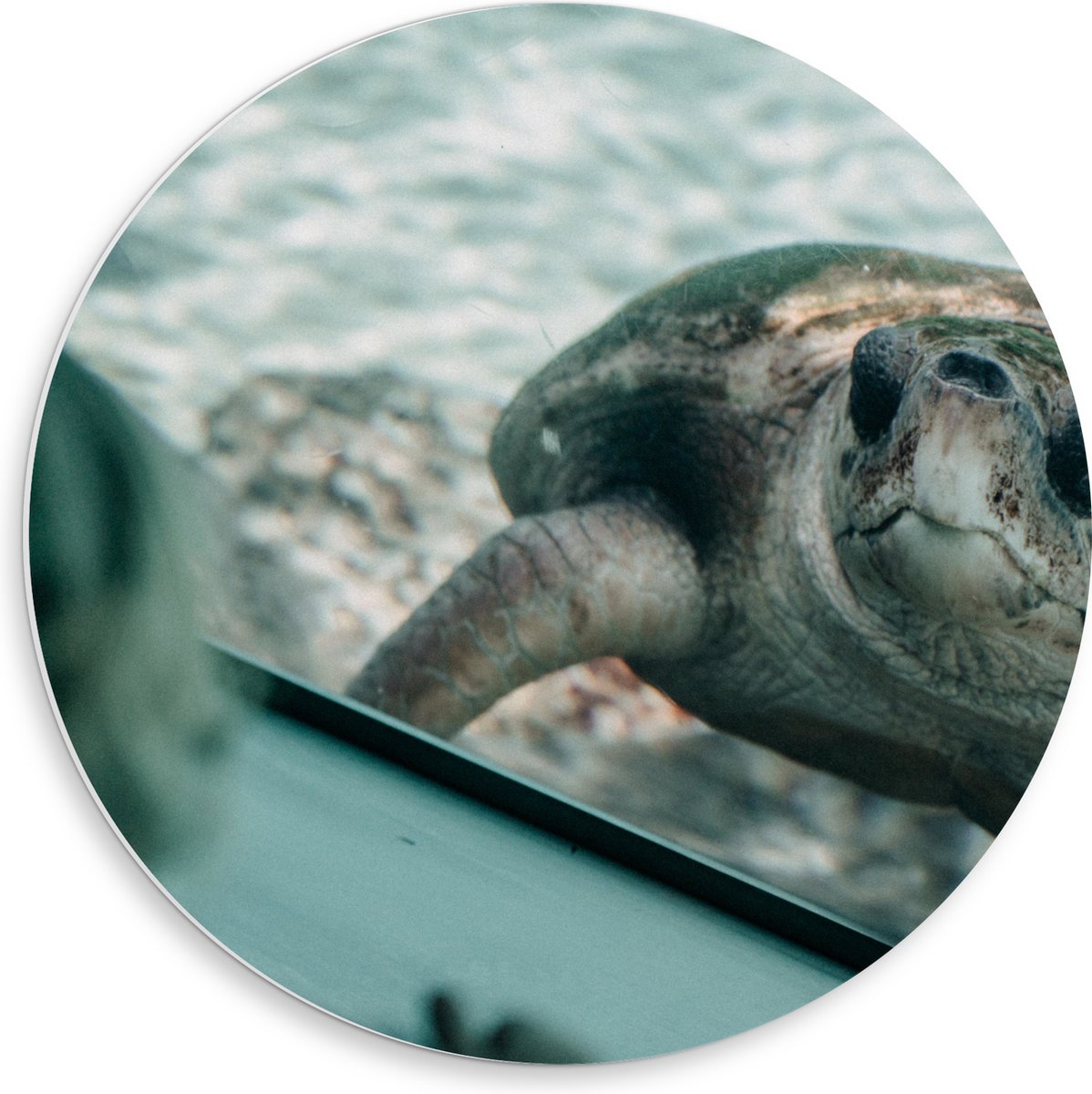 PVC Schuimplaat Muurcirkel - Grote Schildpad achter Glas in Aquarium - 50x50 cm Foto op Muurcirkel (met ophangsysteem)