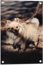 WallClassics - Tuinposter – Klein Hondje in het Bos - Dwergkeeshond - 40x60 cm Foto op Tuinposter (wanddecoratie voor buiten en binnen)