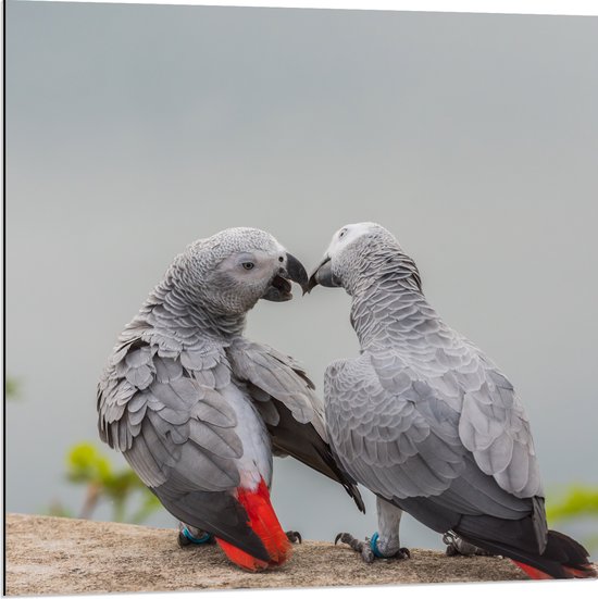 Dibond - Liefdevol Grijs Vogelpaar met Rode Staarten - 80x80 cm Foto op Aluminium (Met Ophangsysteem)
