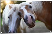 WallClassics - Tuinposter – Poserende Paarden voor Camera - 105x70 cm Foto op Tuinposter (wanddecoratie voor buiten en binnen)