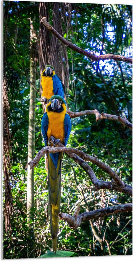 WallClassics - Acrylglas - Exotische Vogels - Ara's - 50x100 cm Foto op Acrylglas (Wanddecoratie op Acrylaat)