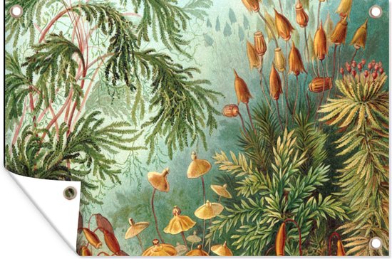 Posters de jardin extérieur Maîtres anciens - Art - Muscinae - Haeckel - 90x60 cm - Toile de jardin - Affiche extérieure
