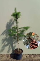 Jonge Douglasspar boom | Pseudotsuga menziesii | 60-80cm hoogte