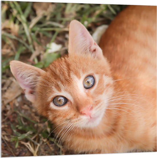 WallClassics - Acrylglas - Lieve Oranje Kater - 100x100 cm Foto op Acrylglas (Wanddecoratie op Acrylaat)