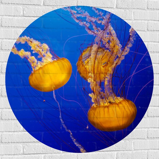 WallClassics - Muursticker Cirkel - Feloranje Kwallen in Donkerblauwe Oceaan - 100x100 cm Foto op Muursticker