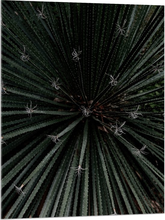 Acrylglas - Bovenaanzicht Groene Planten - 75x100 cm Foto op Acrylglas (Wanddecoratie op Acrylaat)