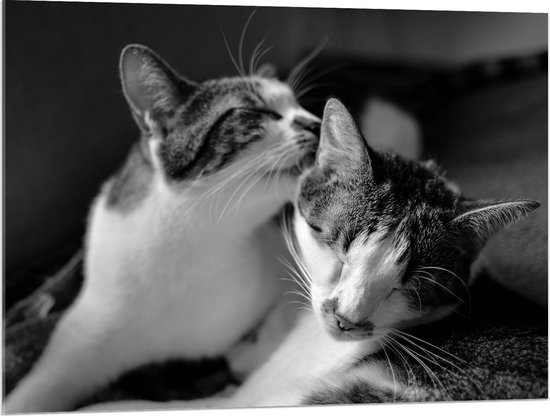 WallClassics - Acrylglas - Kat Likkend aan Katten Vriend (Zwart-wit) - 100x75 cm Foto op Acrylglas (Met Ophangsysteem)