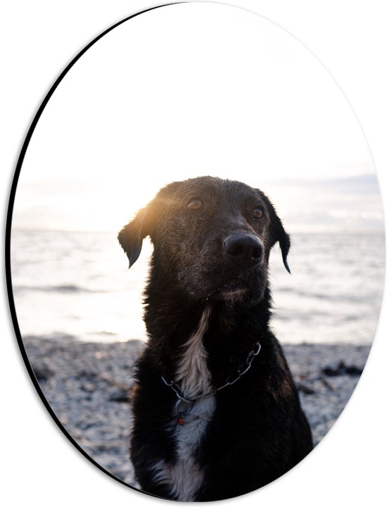 Dibond Ovaal - Zwarte Hond met Witte Bef op het Strand bij Avondzon - 21x28 cm Foto op Ovaal (Met Ophangsysteem)