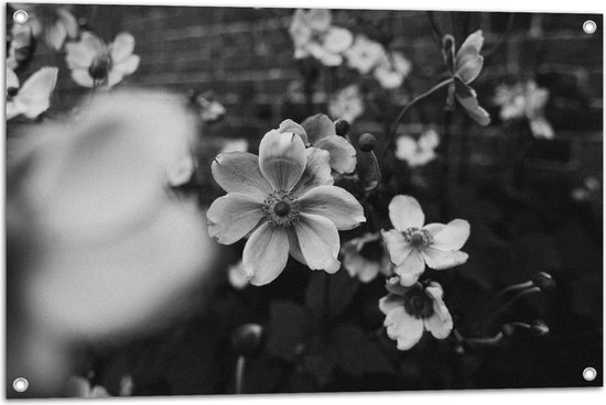 Tuinposter – Bloemen in het Zwart-Wit - 90x60 cm Foto op Tuinposter (wanddecoratie voor buiten en binnen)