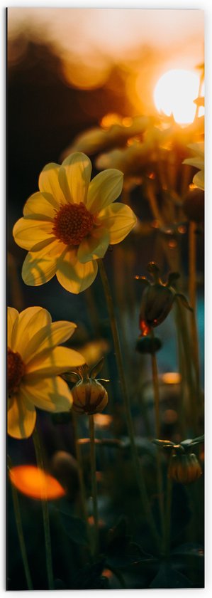 Dibond - Zonsondergang achter Gele Kleine Bloemen - 50x150 cm Foto op Aluminium (Met Ophangsysteem)
