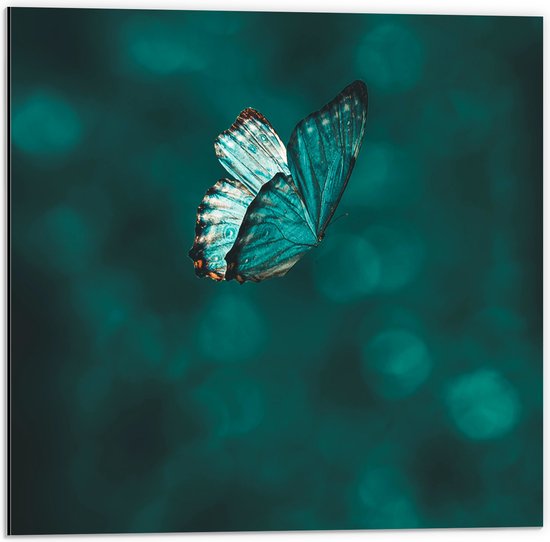 WallClassics - Dibond - Blauwe Vlinder in Blauwkleurige Omgeving - 50x50 cm Foto op Aluminium (Met Ophangsysteem)