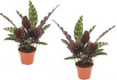 Plant in a Box - Set van 2 Calathea Insignis - Marantaceae - Kamerplant - Pot 12cm - Hoogte 30-40cm