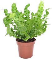 Plant in a Box - Asplenium Crispy Wave - Asplenium nidus 'Crispy Wave' - Luchtzuiverende kamerplanten - Pot 12cm - Hoogte 25-40cm