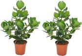 Plant in a Box - Set van 2 Clusia rosea Princess - Stevige kamerplant - Groene bladeren - Pot 17cm - Hoogte 50-60cm