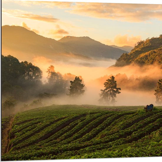 Dibond - Ochtend Mist tussen de Bomen in Landschap - 80x80 cm Foto op Aluminium (Met Ophangsysteem)