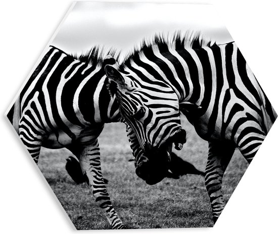 WallClassics - PVC Schuimplaat Hexagon - Stoeiende Gestreepte Zebra's in het Zwart- wit - 30x26.1 cm Foto op Hexagon (Met Ophangsysteem)