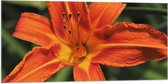 WallClassics - Vlag - Bovenaanzicht van Oranje Getinte Bloem - 100x50 cm Foto op Polyester Vlag