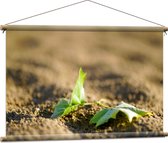 WallClassics - Affiche textile - Deux feuilles vertes sur un tas de sable - Photo sur textile 90x60 cm