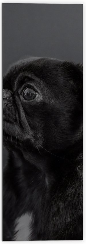WallClassics - Dibond - Wegkijkende Zwarte Mopshond tegen Zwarte Achtergrond - 50x150 cm Foto op Aluminium (Wanddecoratie van metaal)