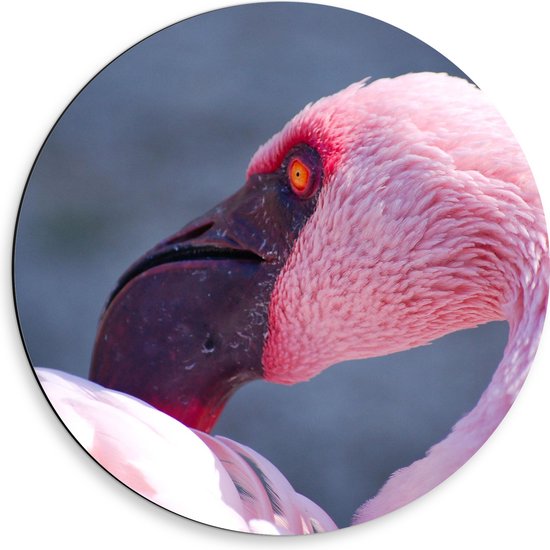 Dibond Muurcirkel - Roze Flamingo met Oranje Oog - 50x50 cm Foto op Aluminium Muurcirkel (met ophangsysteem)