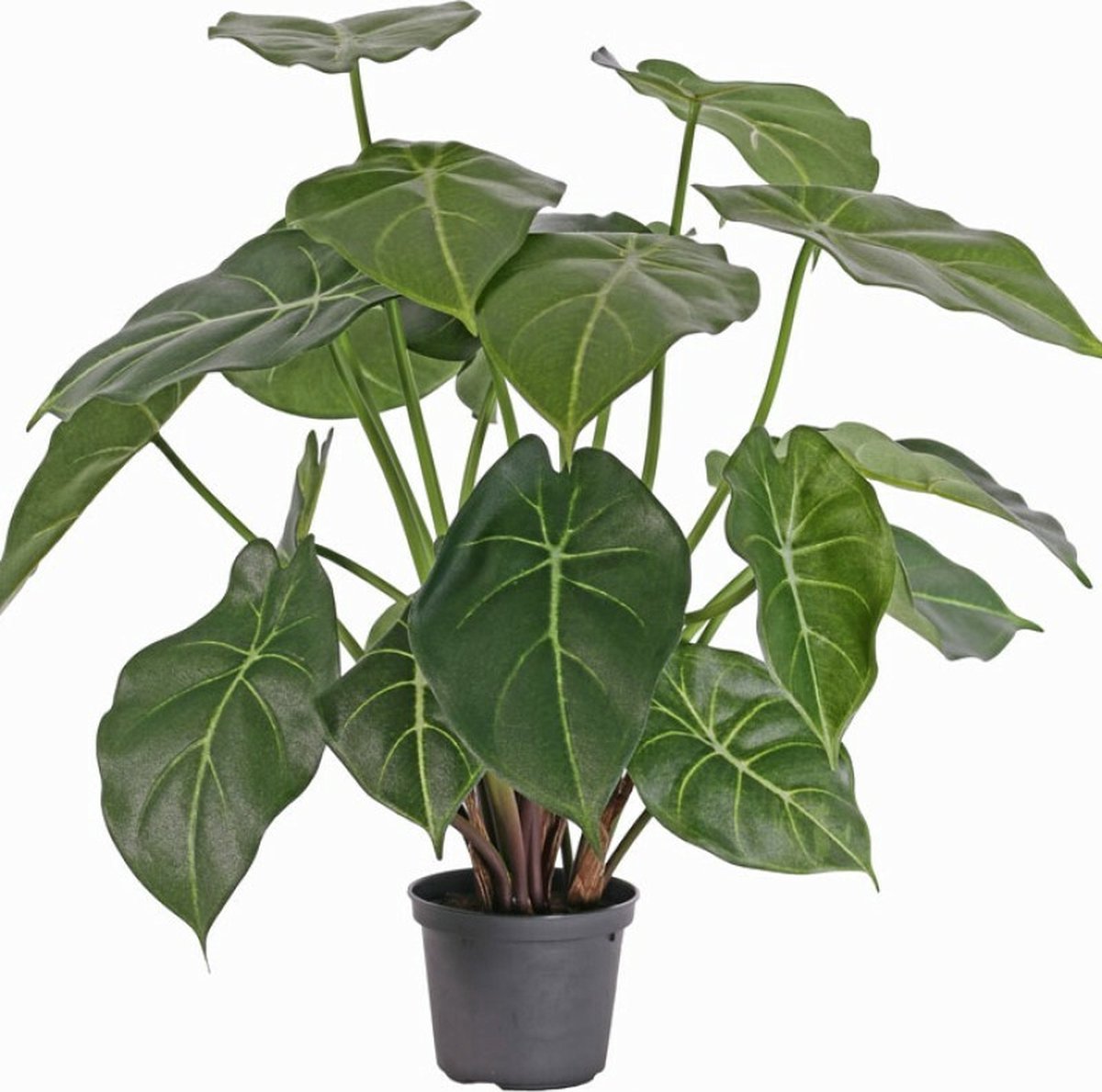Kunstplant - Nepplanten Voor Binnen - Syngonium podophyllum hoogte 50cm