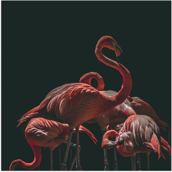 WallClassics - Poster Glanzend – Roze Flamingo's met Zwarte Achtergrond - 50x50 cm Foto op Posterpapier met Glanzende Afwerking
