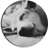 WallClassics - Dibond Muurcirkel - Slapende Hond - Zwart Wit - 20x20 cm Foto op Aluminium Muurcirkel (met ophangsysteem)