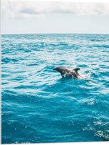WallClassics - Acrylglas - Als een Dolfijn in het Water - 60x80 cm Foto op Acrylglas (Met Ophangsysteem)
