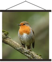 Posterhanger incl. Poster 60x60 cm - Schoolplaat - Vogel - Roodborstje - Tak - Planten - Textielposter - Zwarte latten