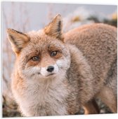 WallClassics - Plaque de Mousse PVC - Renard Curieux - Photo 100x100 cm sur Plaque de Mousse PVC (Avec Système d'accrochage)