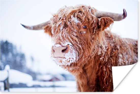 Een Schotse hooglander bedekt door de sneeuw Poster 120x80 cm - Foto print op Poster (wanddecoratie woonkamer / slaapkamer) / Wilde dieren Poster
