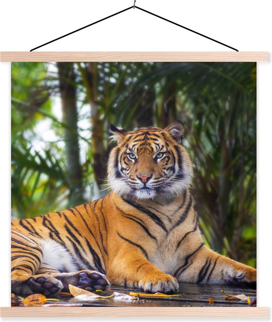 Porte-affiche avec affiche - Affiche scolaire - Tigre - Animaux - Forêt - Feuilles - Jungle - 120x120 cm - Lattes transparentes