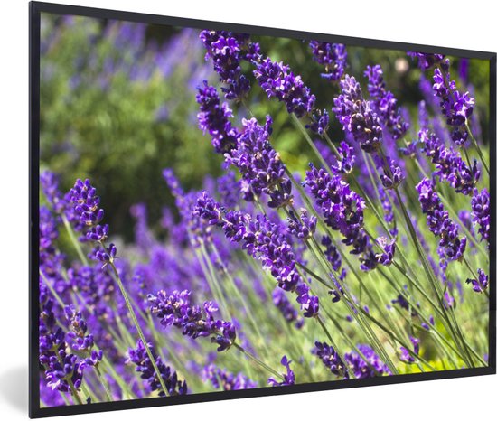 Fotolijst incl. Poster - Heldere paarse lavendel in de natuur - 60x40 cm - Posterlijst