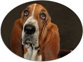 WallClassics - Dibond Ovaal - Bruine Basset Hond - 68x51 cm Foto op Ovaal (Met Ophangsysteem)