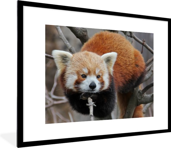 Fotolijst incl. Poster - Rode Panda - Takken - Boom - 80x60 cm - Posterlijst