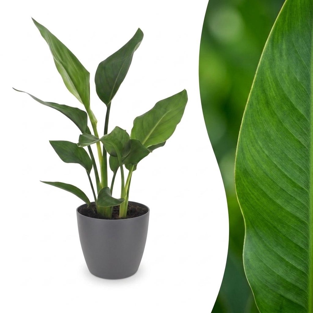Green boutiQ - Strelitzia Reginea - Paradijsvogelbloem - 1 Plant - met Potter Grijs - Pot 12cm - Hoogte - 35cm