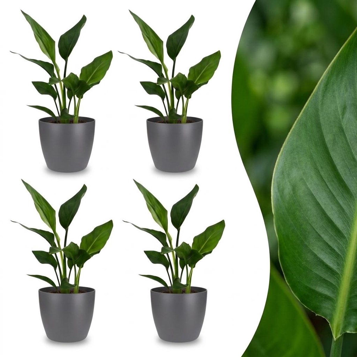 Green boutiQ - Strelitzia Reginea - Paradijsvogelbloem - 4 Planten - met Potter Grijs - Pot 12cm - Hoogte 35cm