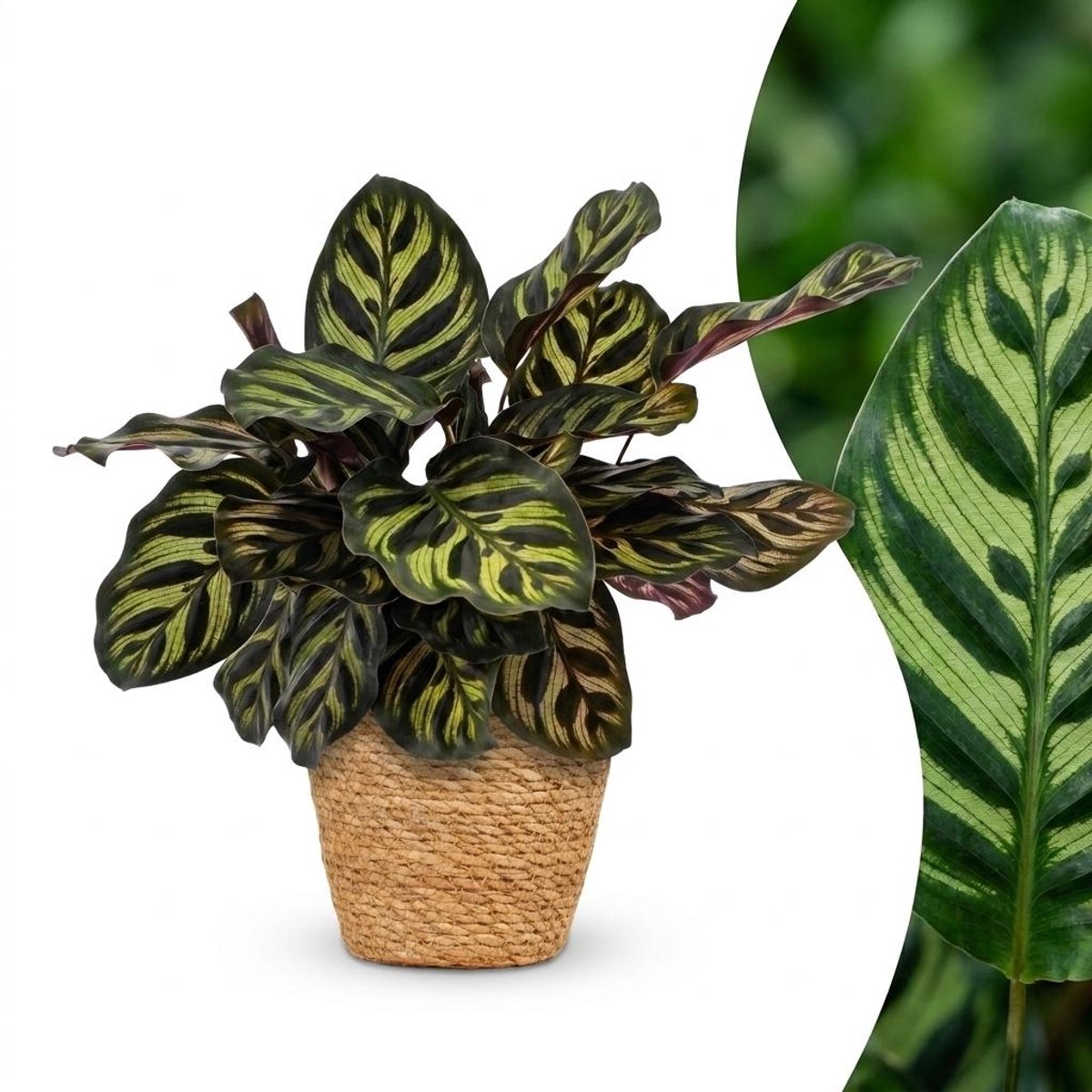 Green boutiQ - Calathea Makoyana - Pauwenplant - 1 Plant - met Mand - Pot 12cm - Hoogte - 25cm