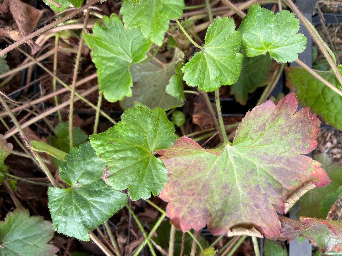 6x Heuchera 'Chantilly' - Purperklokje - P9 Pot (9 x 9cm) - Dima Vaste Planten